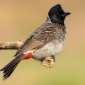 bulbul